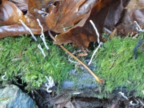 Big white threads